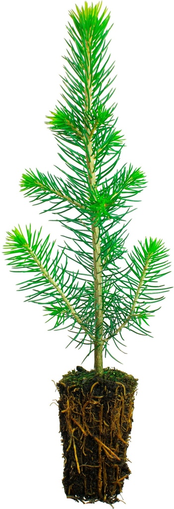 TaimiSankari, Kuusi 1-vuotias