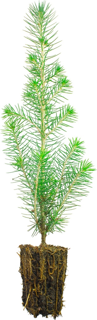 Kuusi 2-vuotias, jalostettu