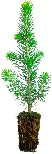 TaimiSankari, Kuusi 1-vuotias