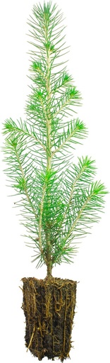 Kuusi 2-vuotias, jalostettu